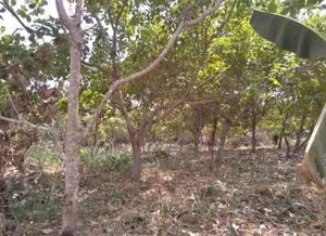 20 Acres Cashew Mango Farm for Sale