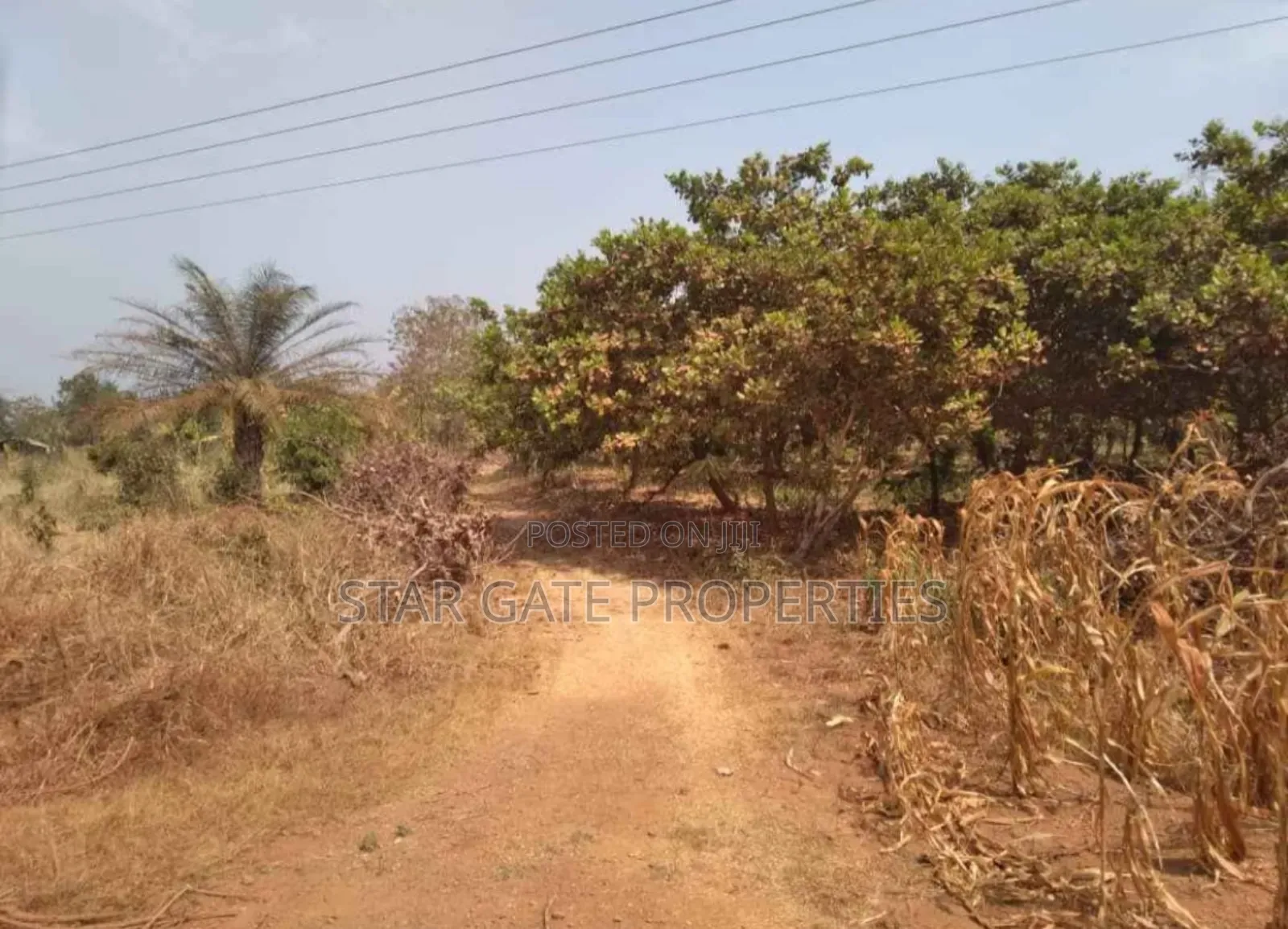 20 Acres Cashew Mango Farm for Sale