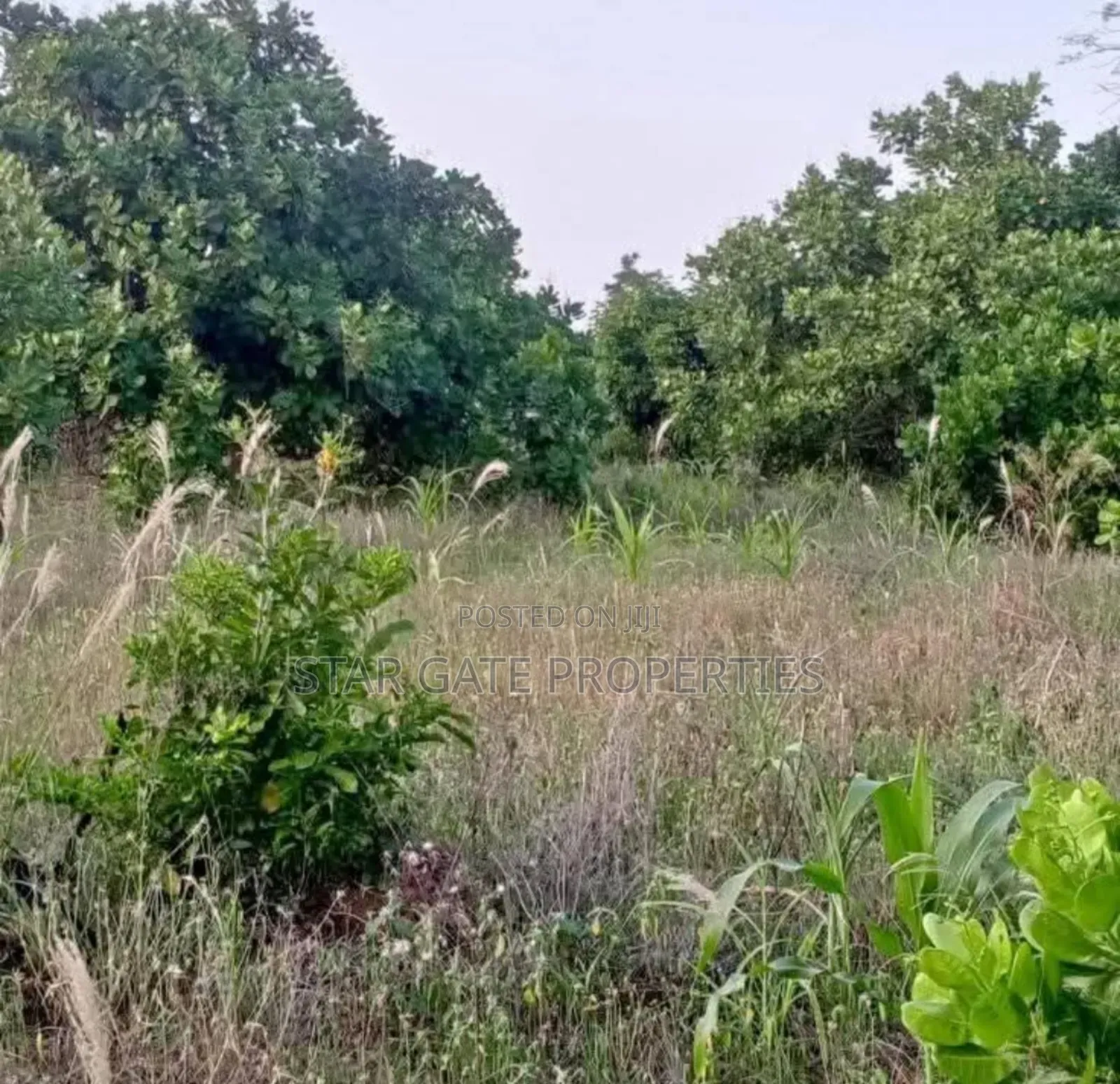 4 Acres Cashew Farm for Sale