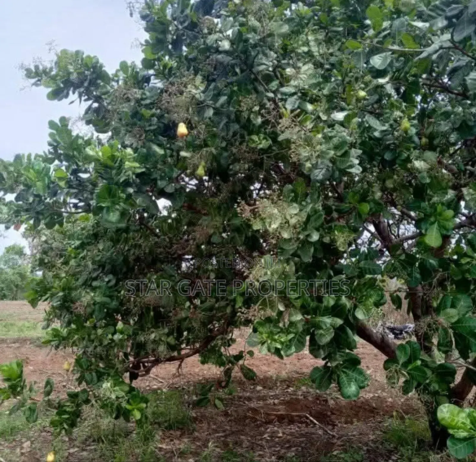 4 Acres Cashew Farm for Sale