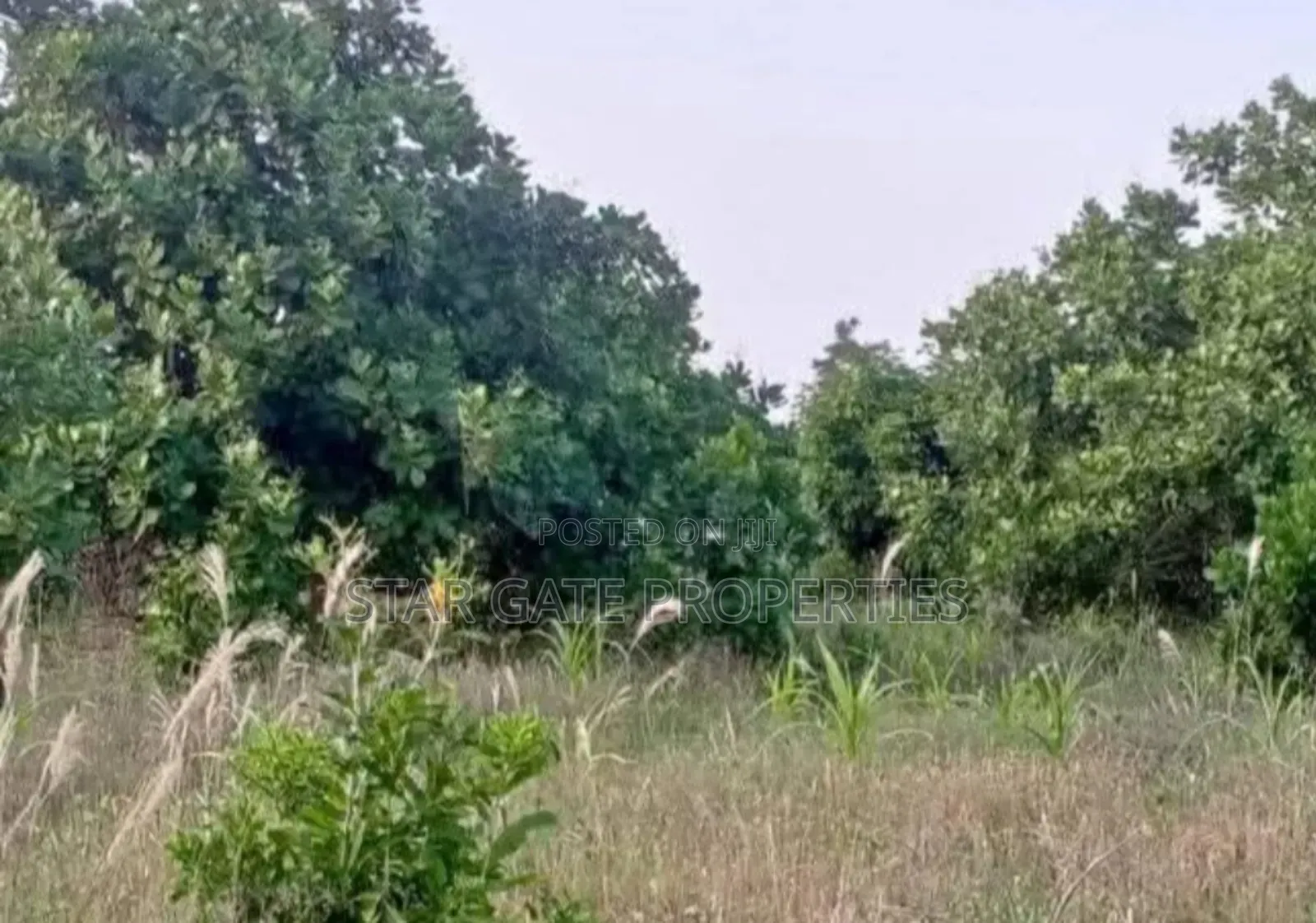 4 Acres Cashew Farm for Sale
