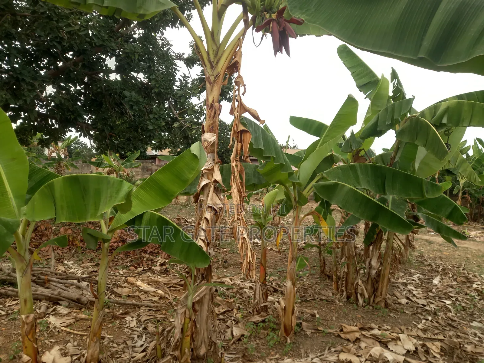 2 Plots for Sale at Atafoa/ Abrepo