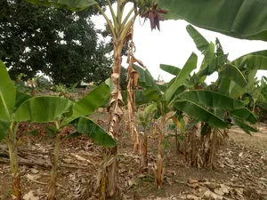 2 Plots for Sale at Atafoa/ Abrepo