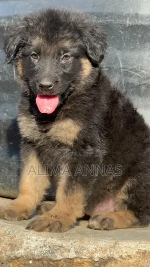 3-6 months Male Purebred German Shepherd