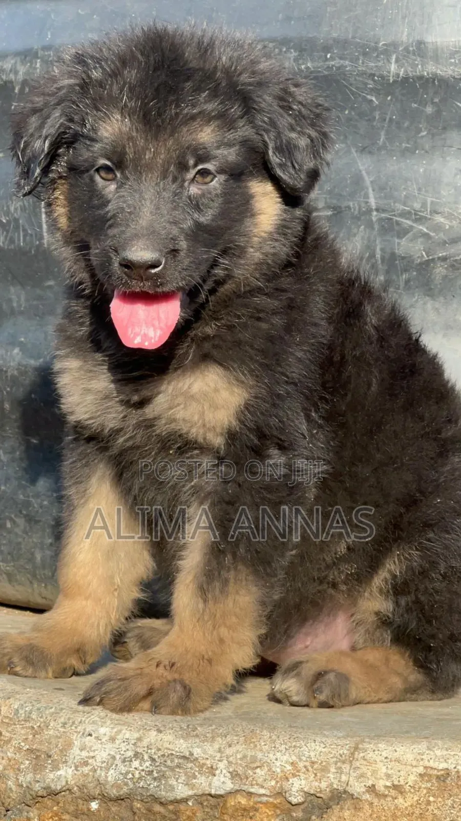 3-6 months Male Purebred German Shepherd