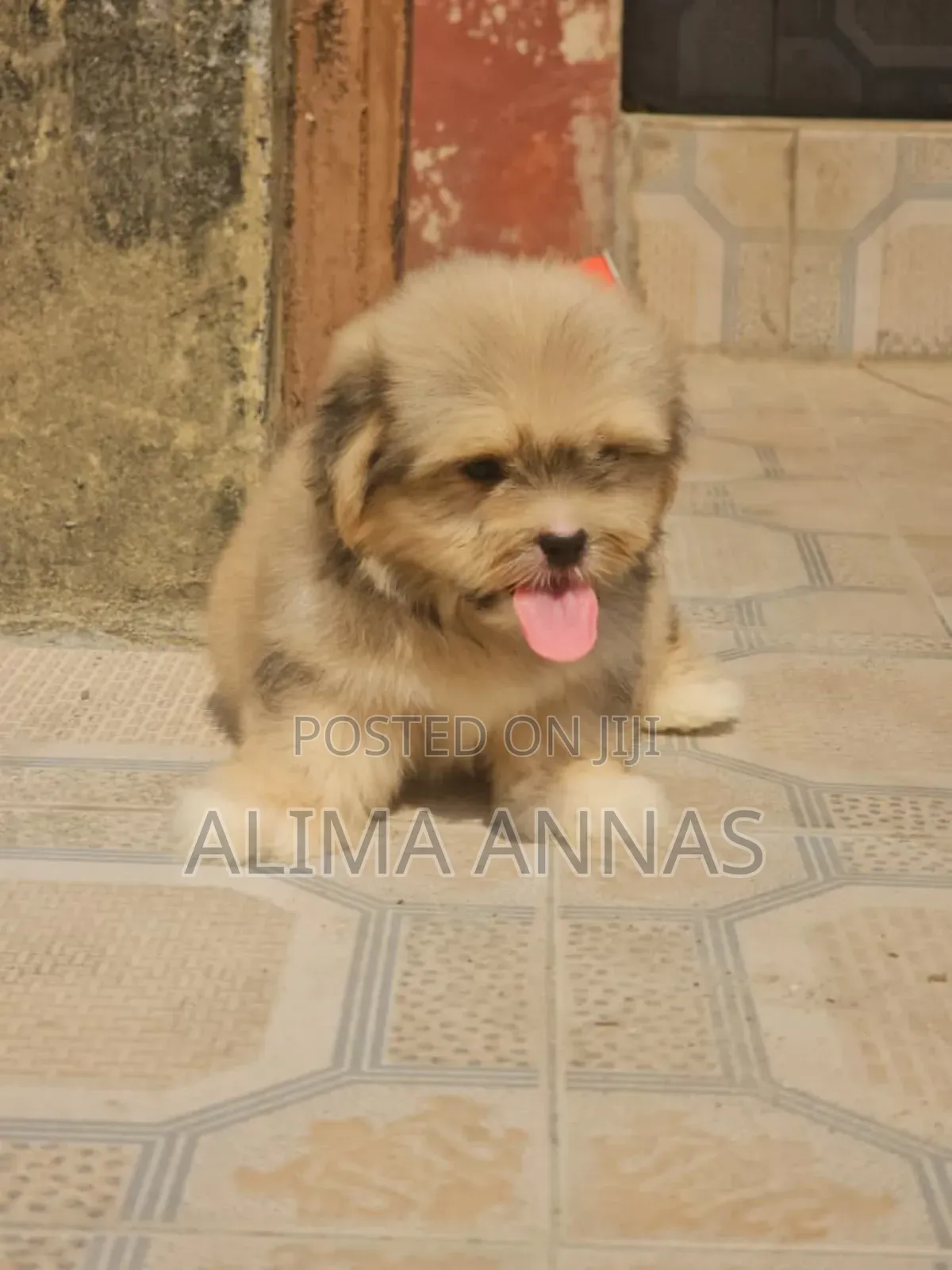 1-3 months Male Purebred Poodle