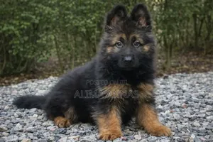 1-3 months Male Purebred German Shepherd