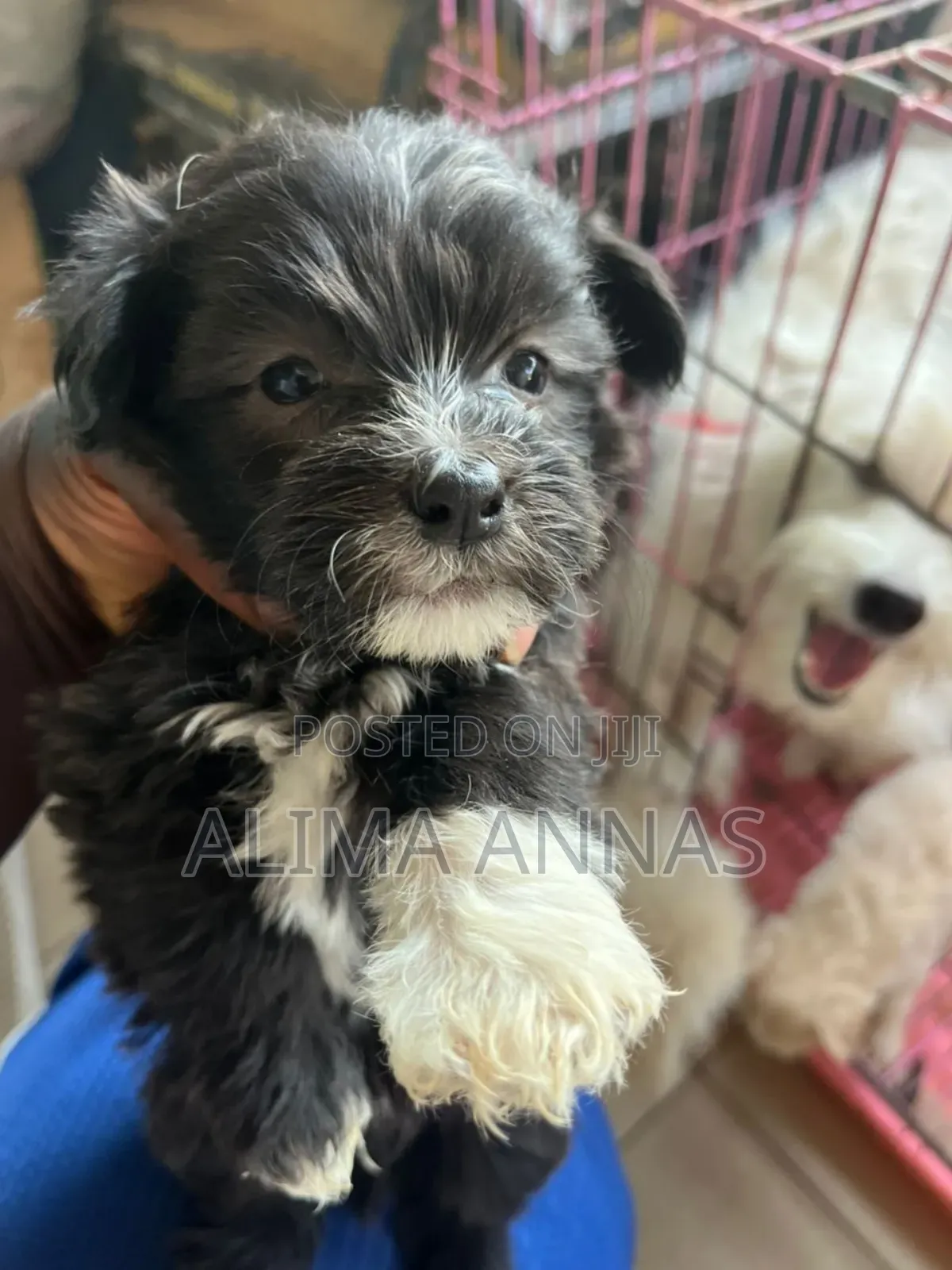 1-3 months Male Purebred Poodle