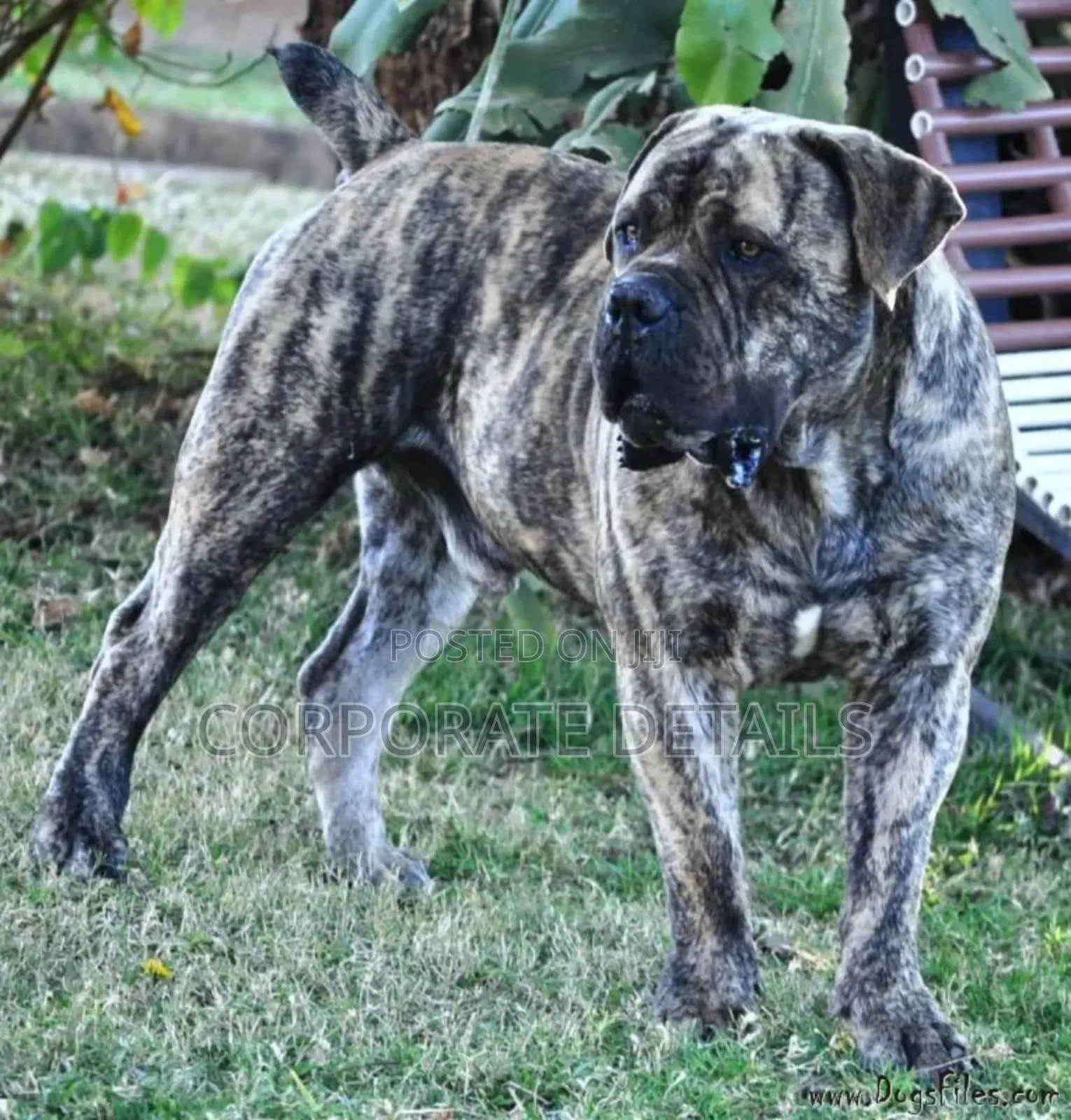 1-3 months Male Purebred Boerboel