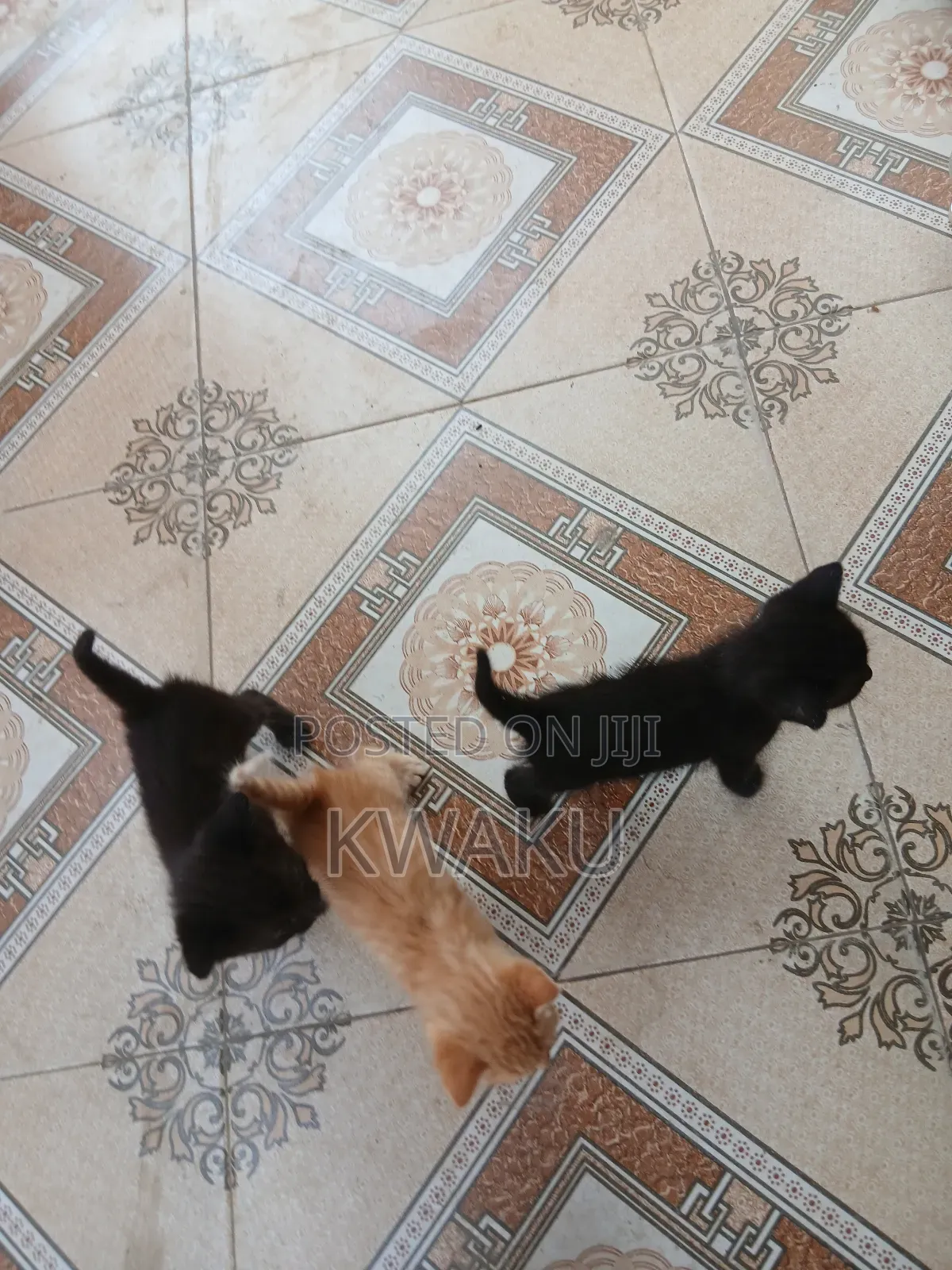 1-3 months Male Purebred American Shorthair