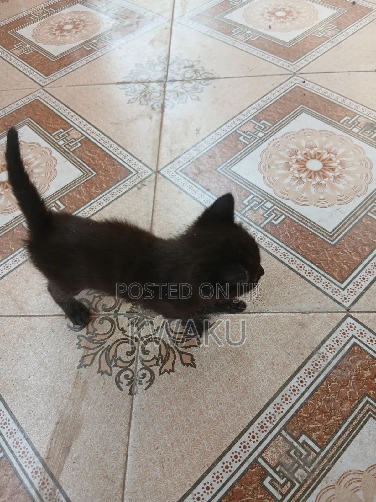 1-3 months Male Purebred American Shorthair