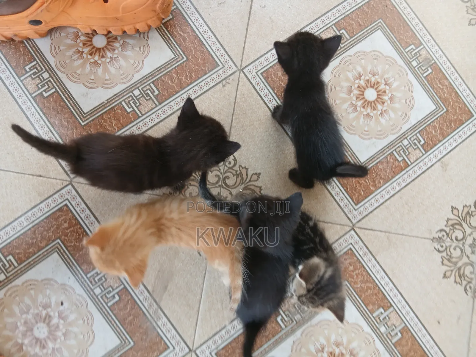 1-3 months Male Purebred American Shorthair