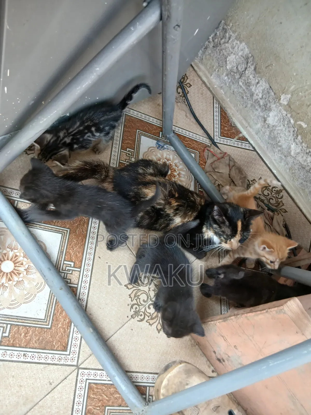 1-3 months Male Purebred American Shorthair