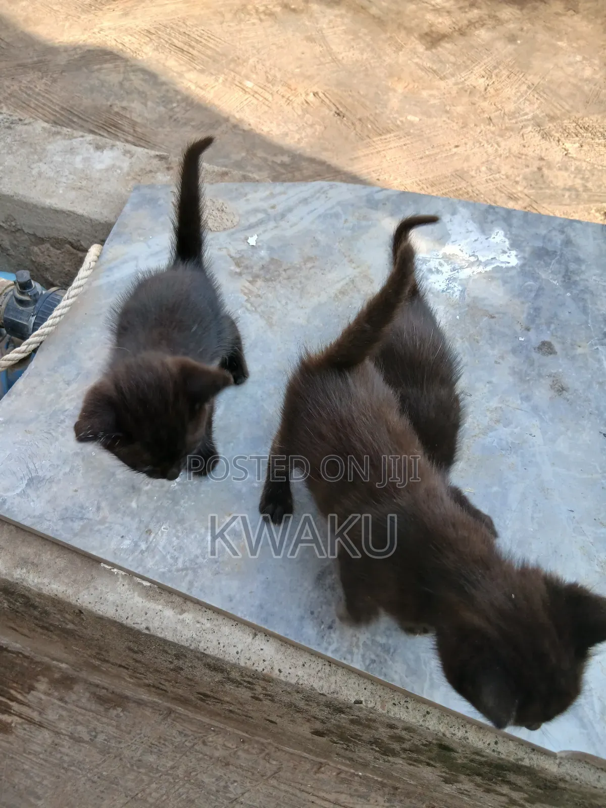 1-3 months Male Purebred American Shorthair