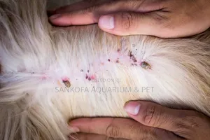 Ticks and Flea Spray
