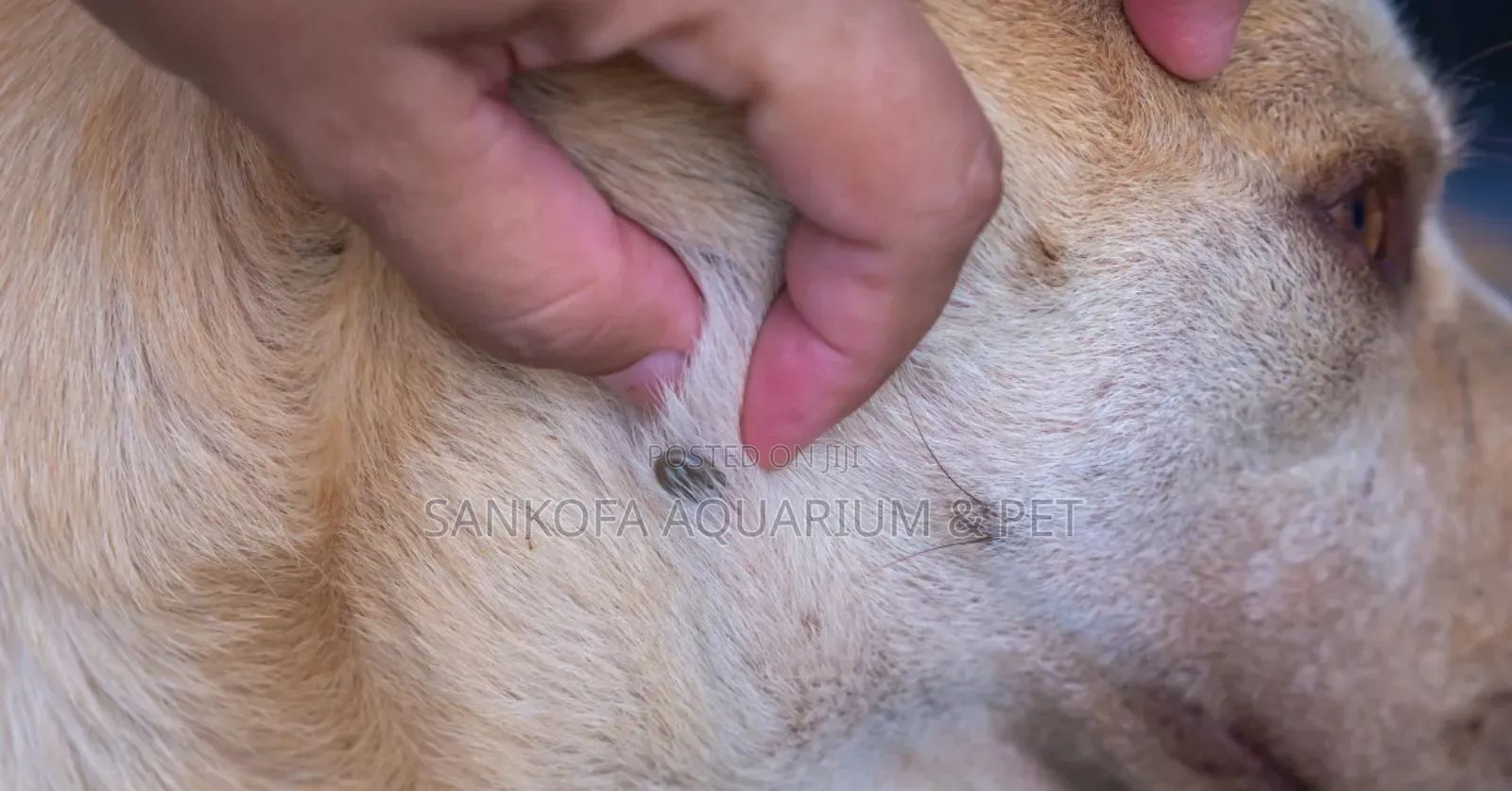 Permethrin Ticks Flea Soap