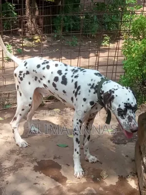 6-12 months Male Purebred Great Dane