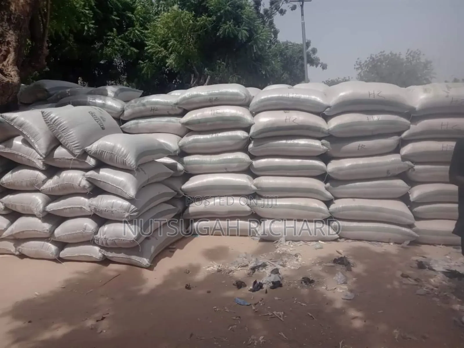 Paddy Rice Available for Sell in Large Quantities