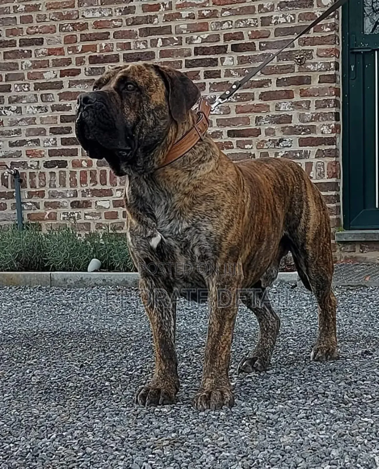 1+ year Male Purebred Boerboel