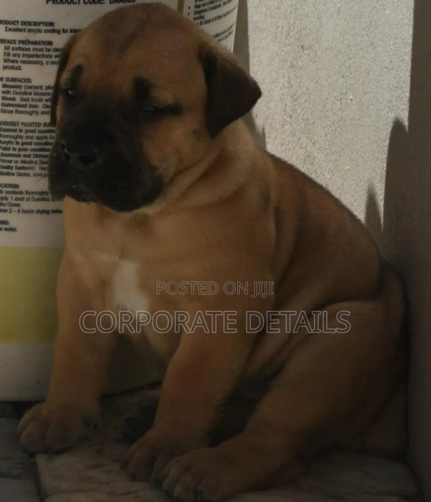 3-6 months Male Purebred Boerboel