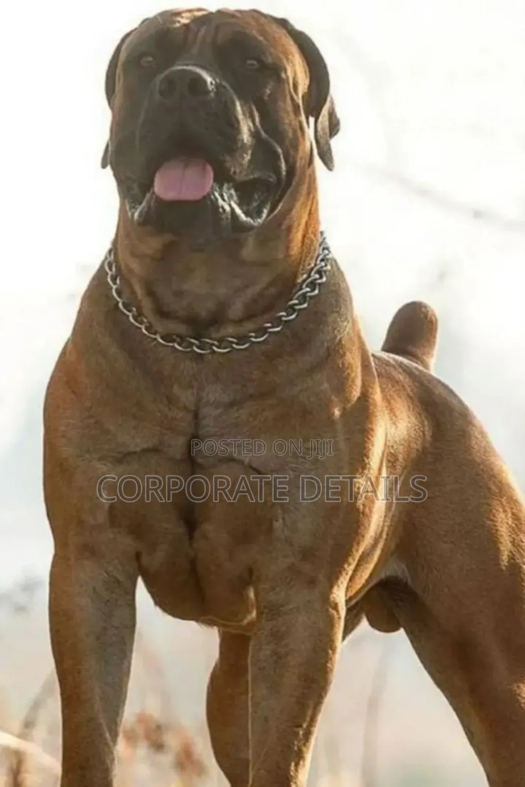 1+ year Male Purebred Boerboel