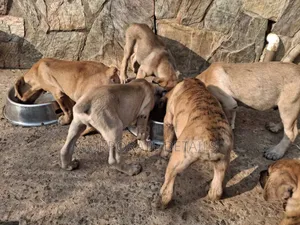 1+ year Male Purebred Boerboel