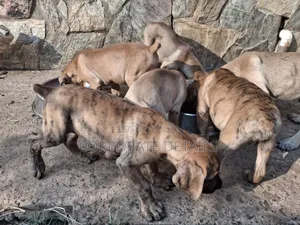 1+ year Male Purebred Boerboel