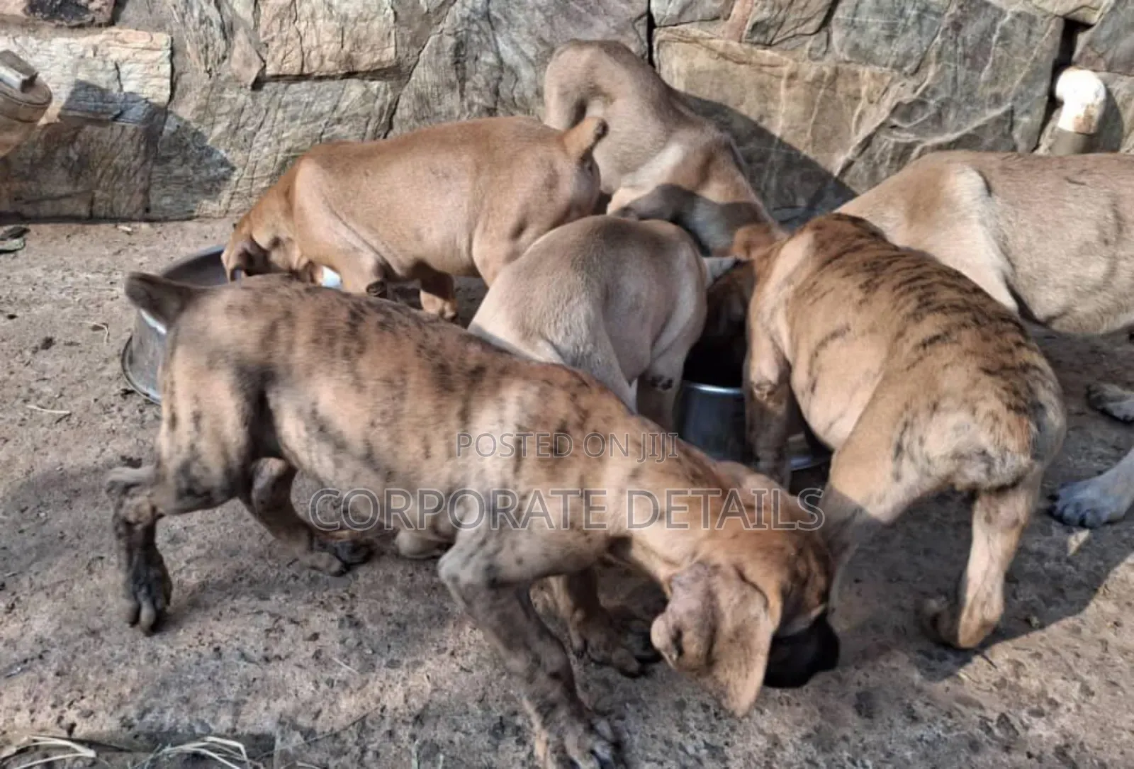 1+ year Male Purebred Boerboel