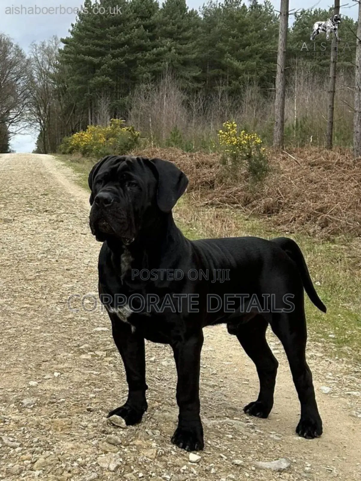 6-12 months Male Purebred Boerboel