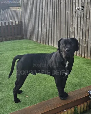 6-12 months Male Purebred Boerboel