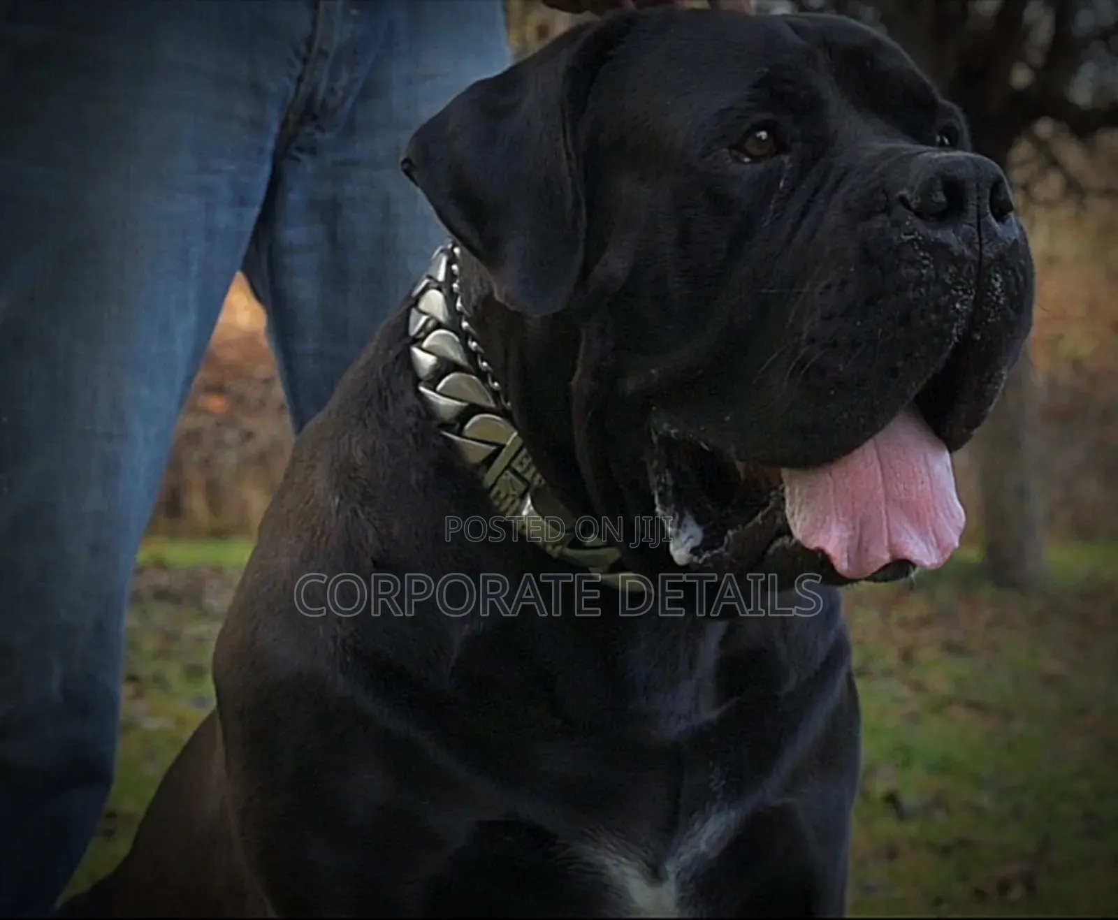 1+ year Male Purebred Boerboel