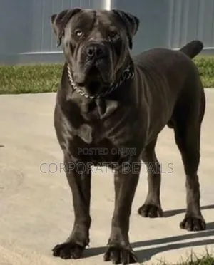 1+ year Male Purebred Boerboel