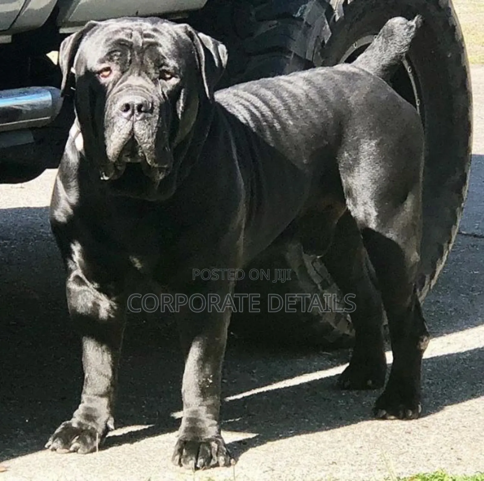 6-12 months Male Purebred Boerboel
