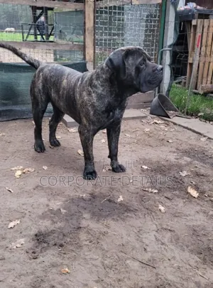 1+ year Male Purebred Boerboel