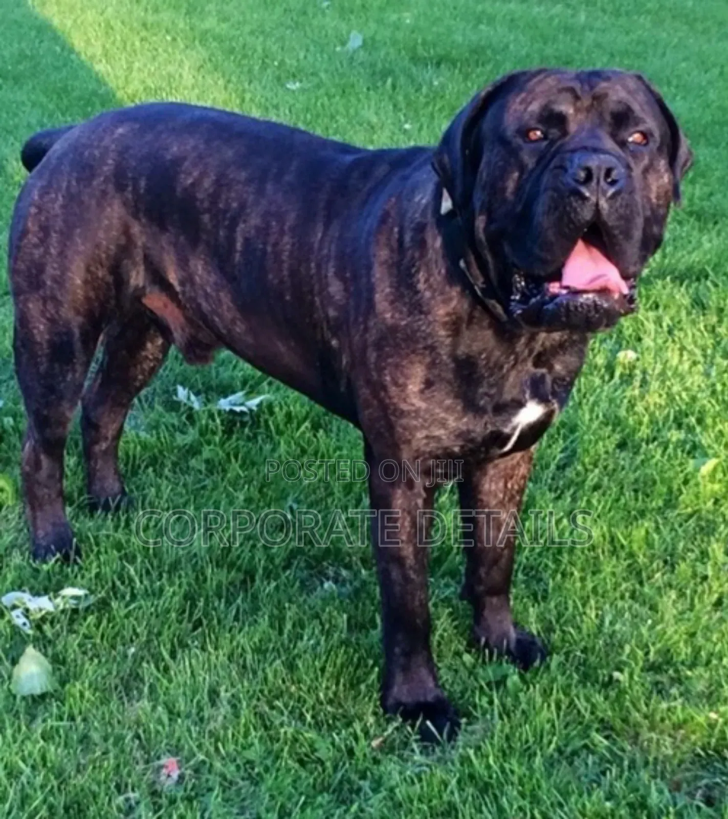 1-3 months Male Purebred Boerboel