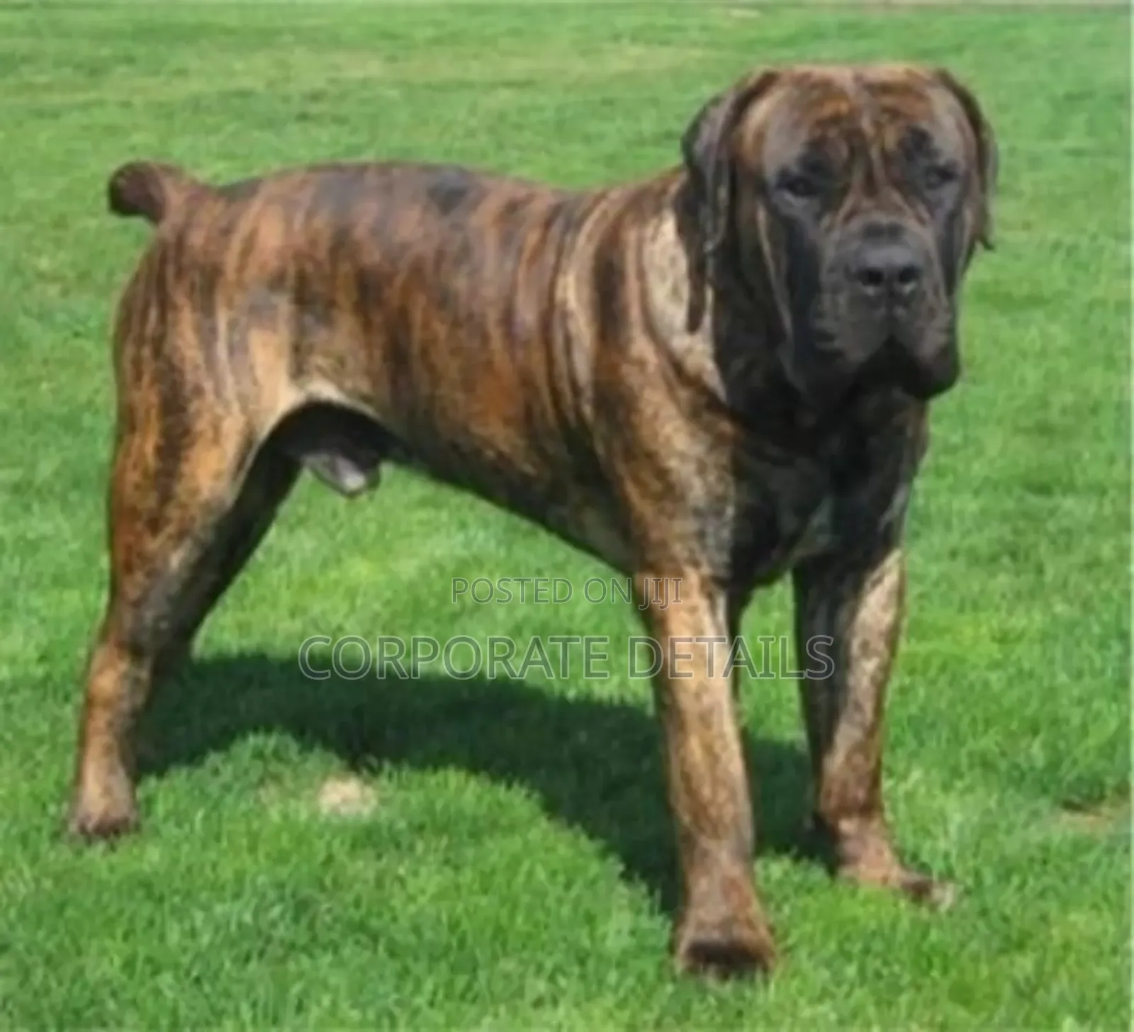 1+ year Male Purebred Boerboel