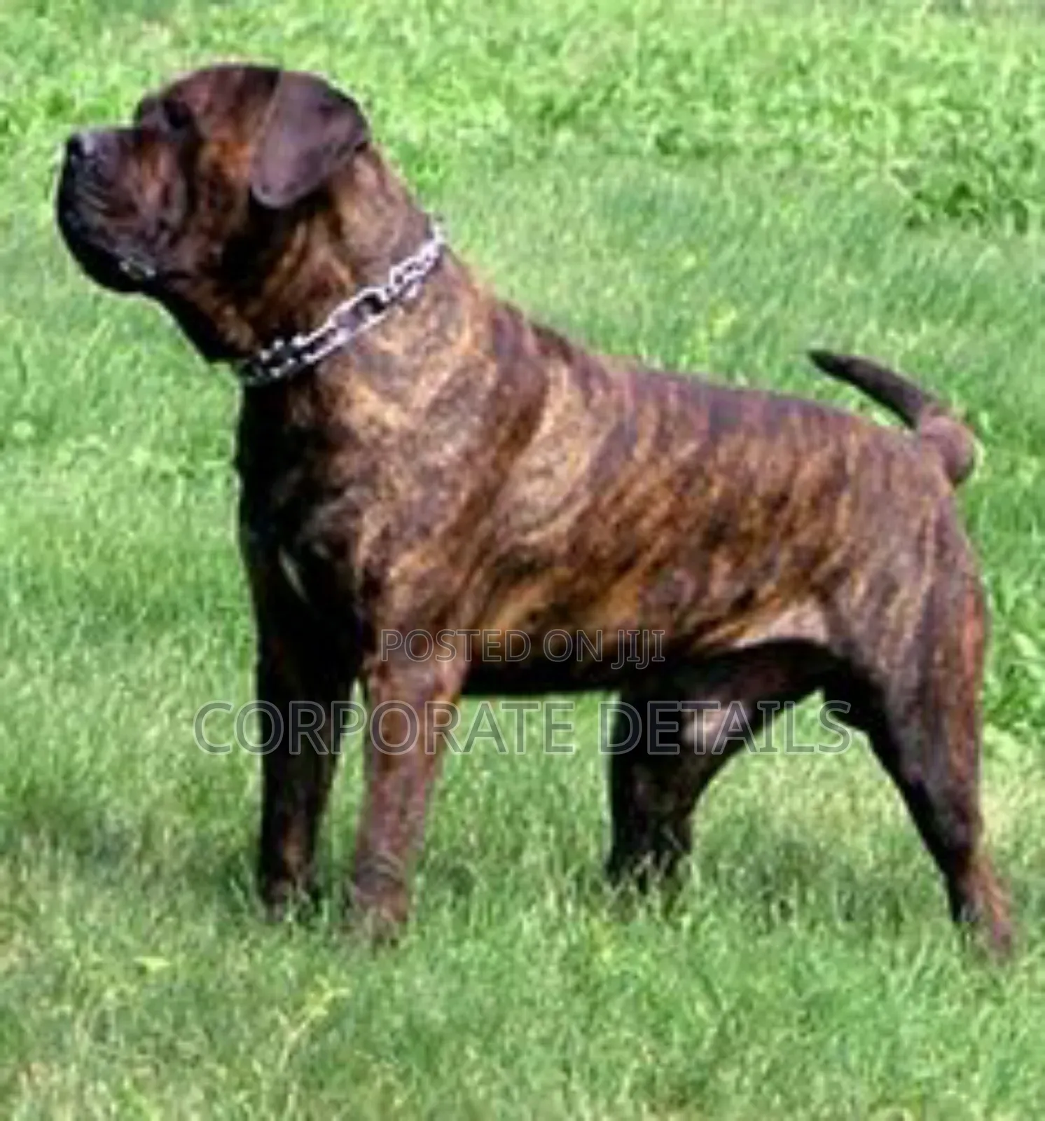 1+ year Male Purebred Boerboel