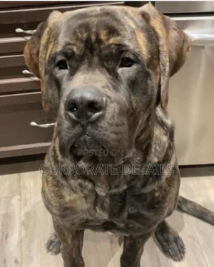 1+ year Male Purebred Boerboel
