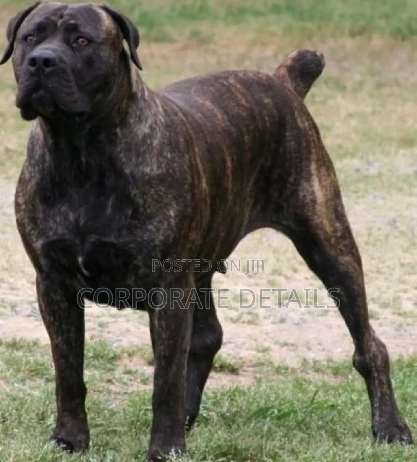 1+ year Male Purebred Boerboel