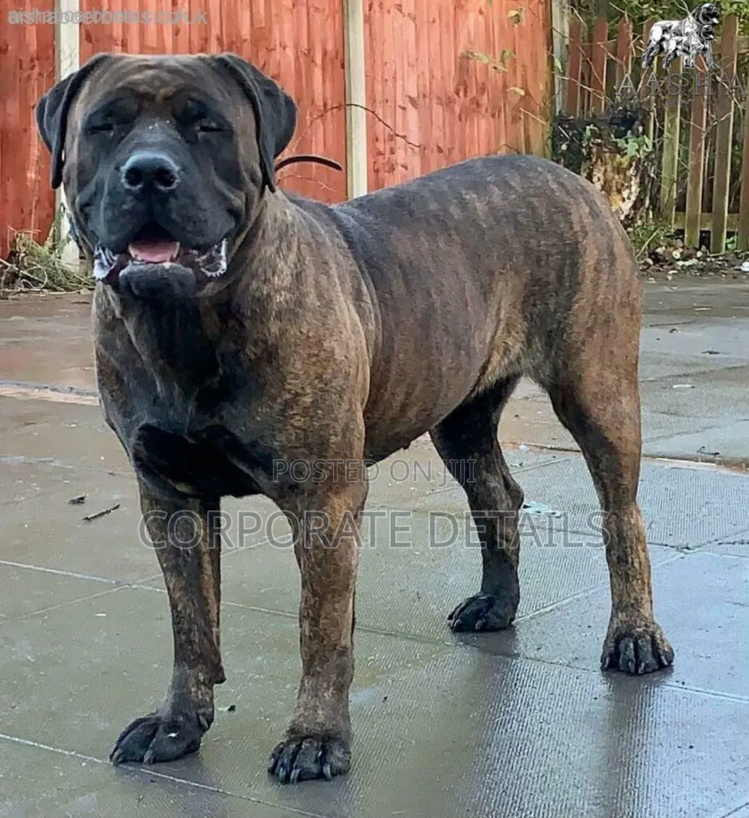 1+ year Male Purebred Boerboel