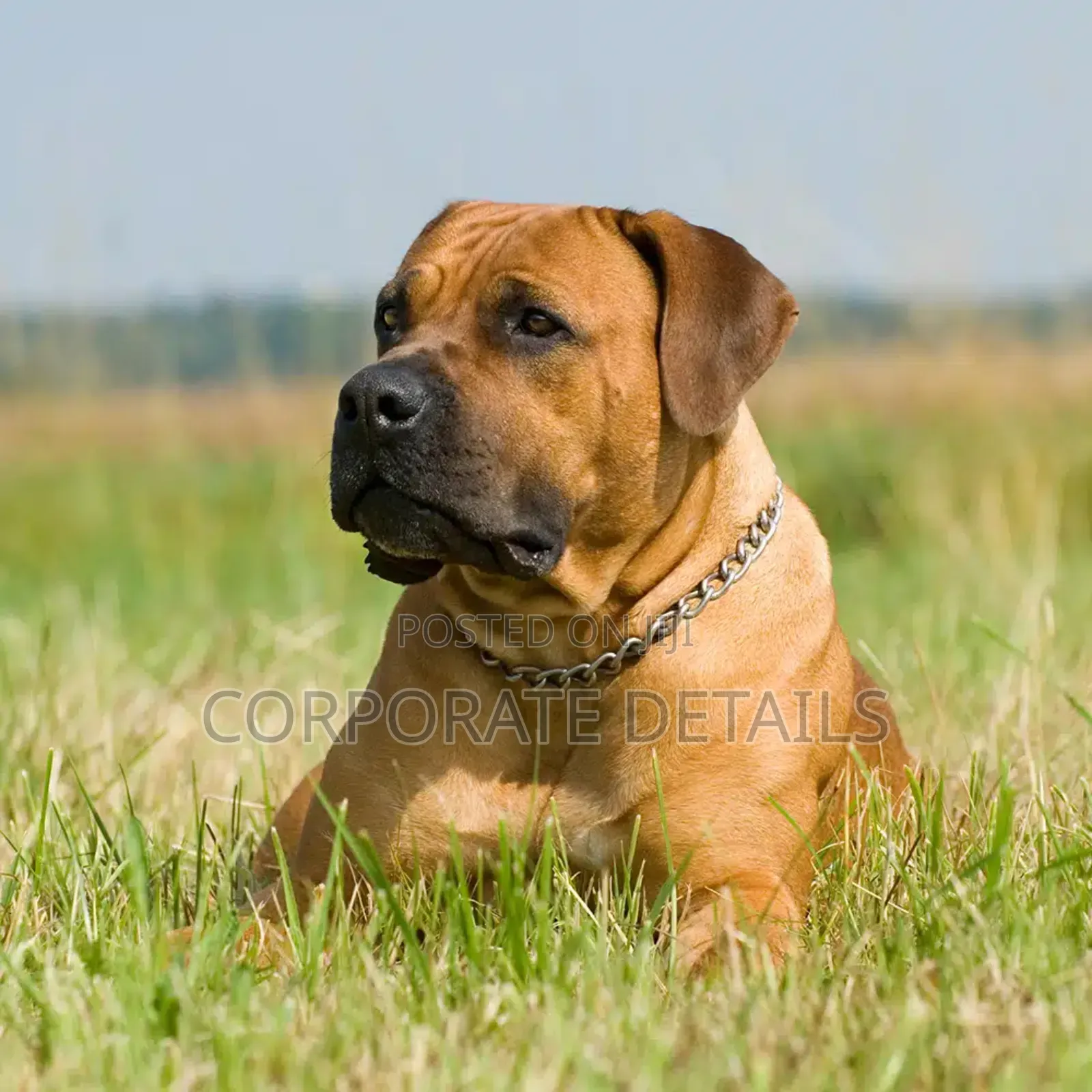 1+ year Male Purebred Boerboel