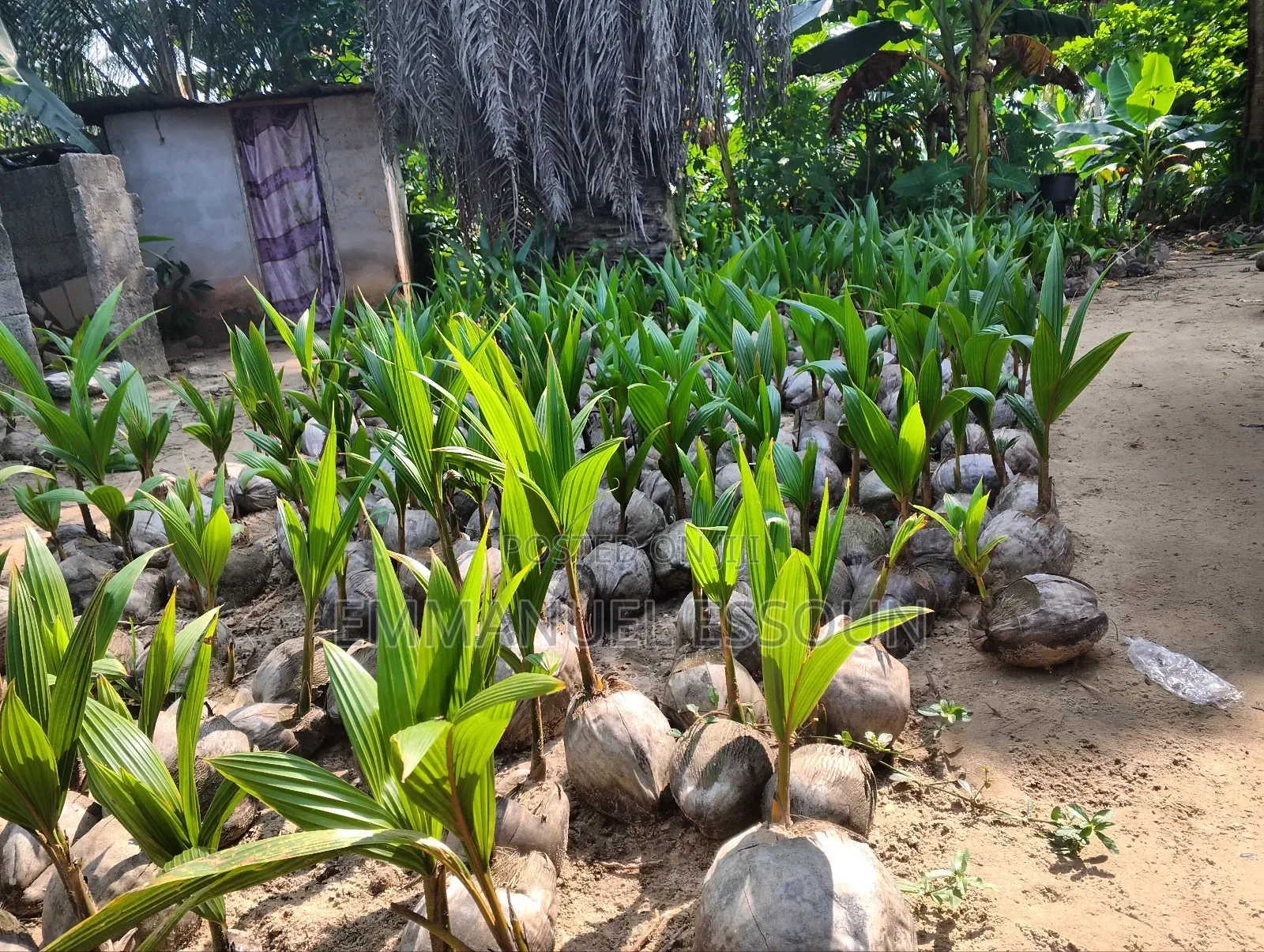Unmerited Giftag Coconut Seedlings