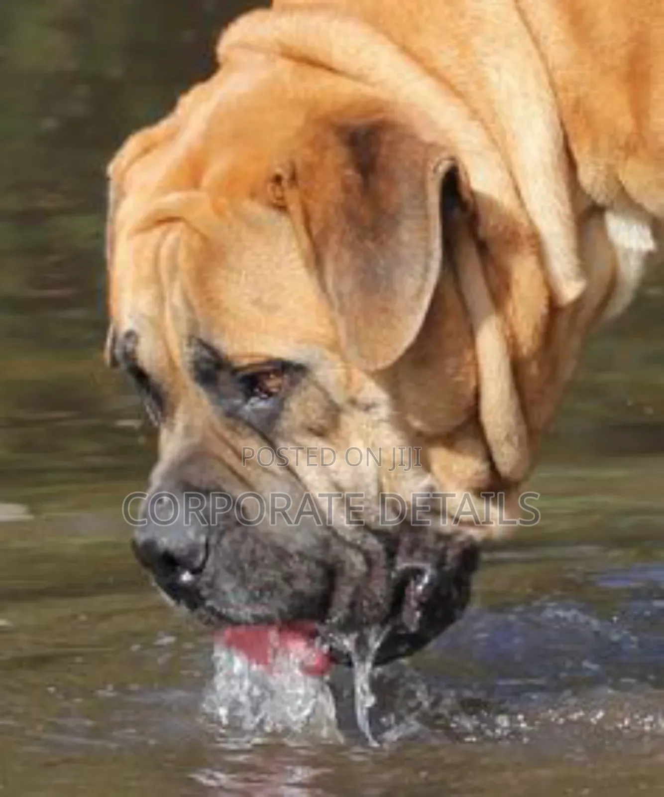 1+ year Male Purebred Boerboel