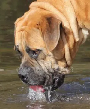 1+ year Male Purebred Boerboel