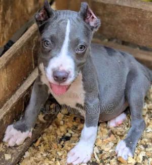 1-3 months Male Purebred American Pit Bull Terrier