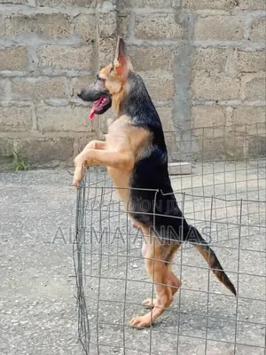 3-6 months Male Purebred German Shepherd