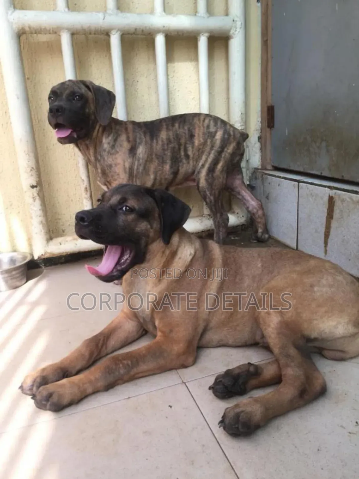 3-6 months Male Purebred Boerboel