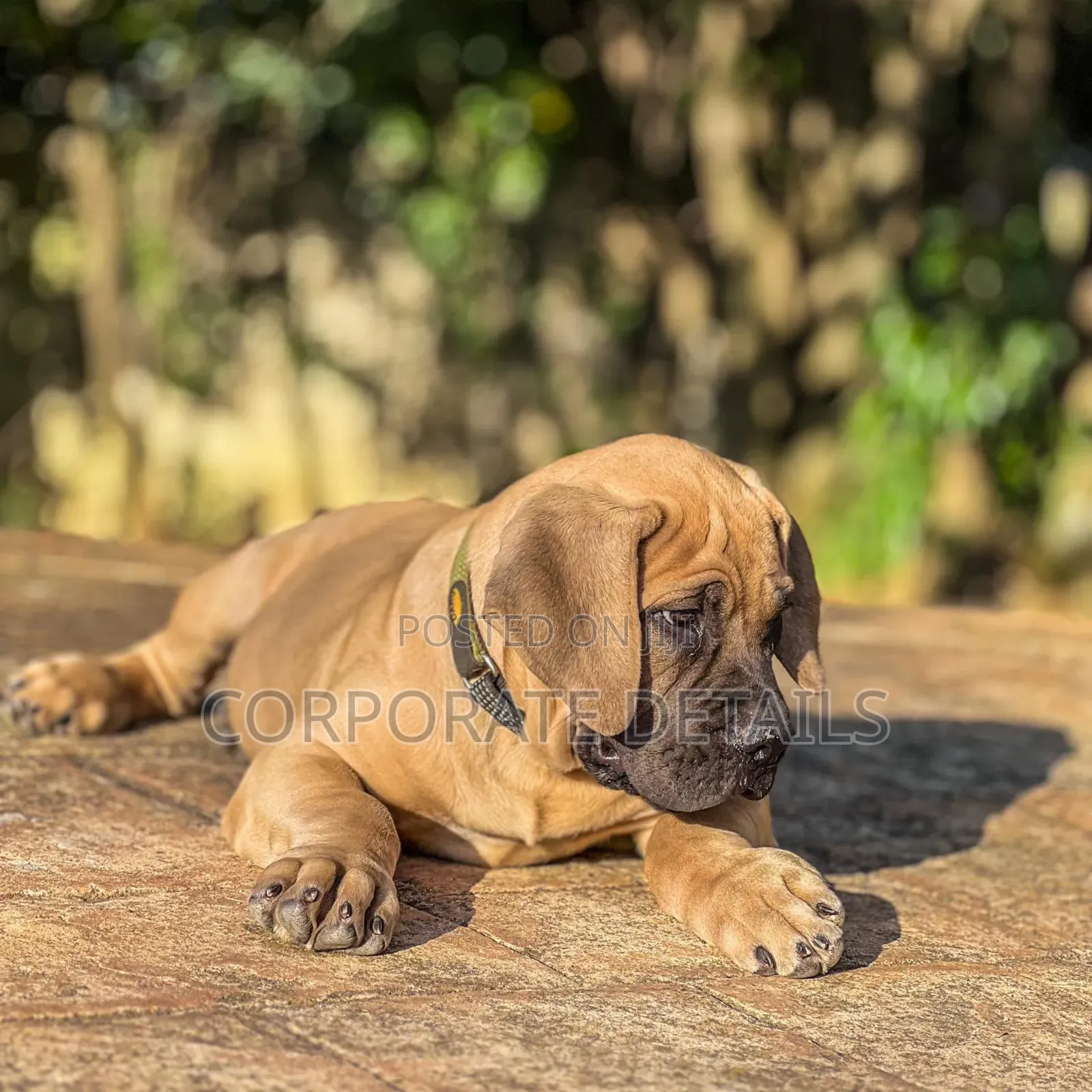 1-3 months Male Purebred Boerboel