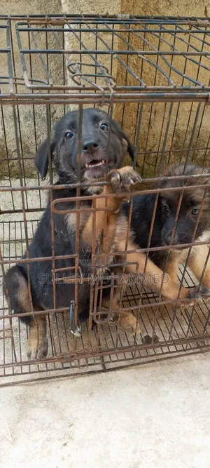 1-3 months Male Purebred German Shepherd