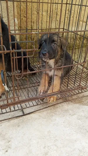 1-3 months Male Purebred German Shepherd